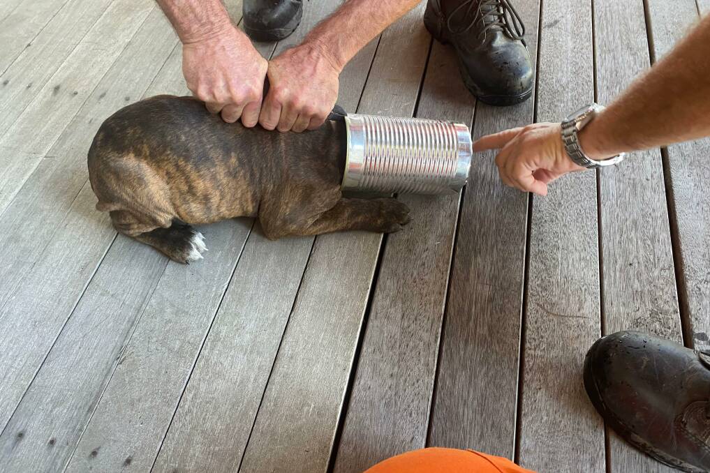Using a pair of small rescue shears, NSW SES Kempsey Shire unit members were able to rescue the nine week old puppy from the empty tin. Picture supplied by NSW SES Kempsey Shire unit