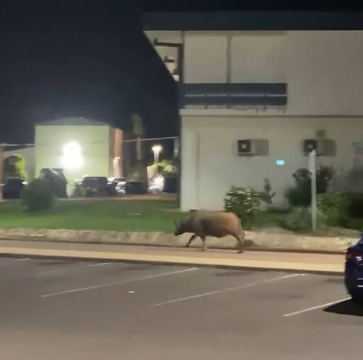 A still from the video captured of a buffalo roaming the grounds of Katherine Hospital. 