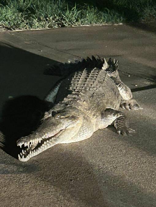 GALLERY: Rogue croc roams country town. Pictures by Jaye Bedford via Facebook.