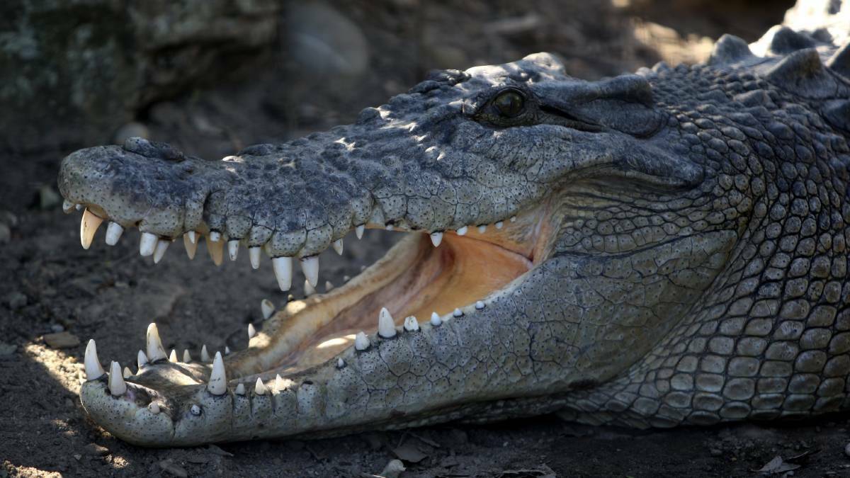 A man has suffered serious injures after being attacked by a crocodile. 