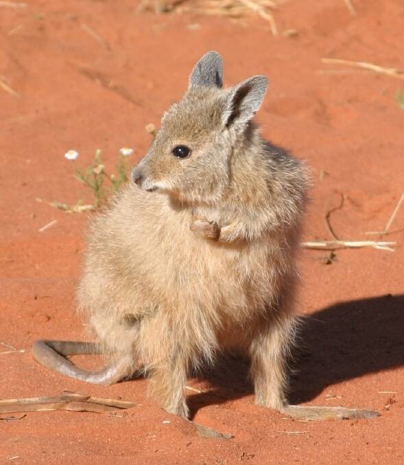 A mala in Central Australia. Picture by Parks Australia. 
