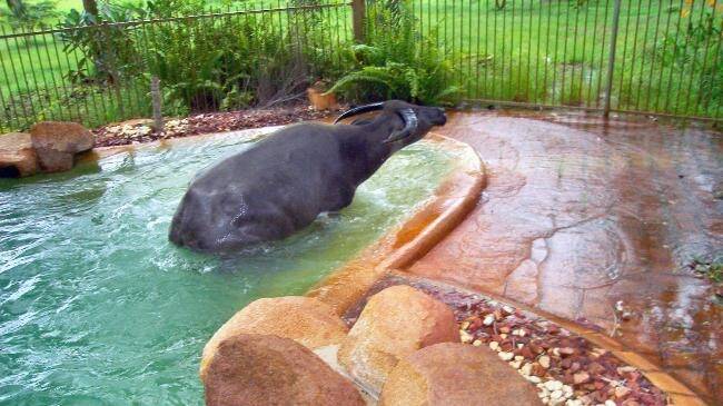 A buffalo goes for a swim in a Darwin pool. Picture by Karl Stowers. 