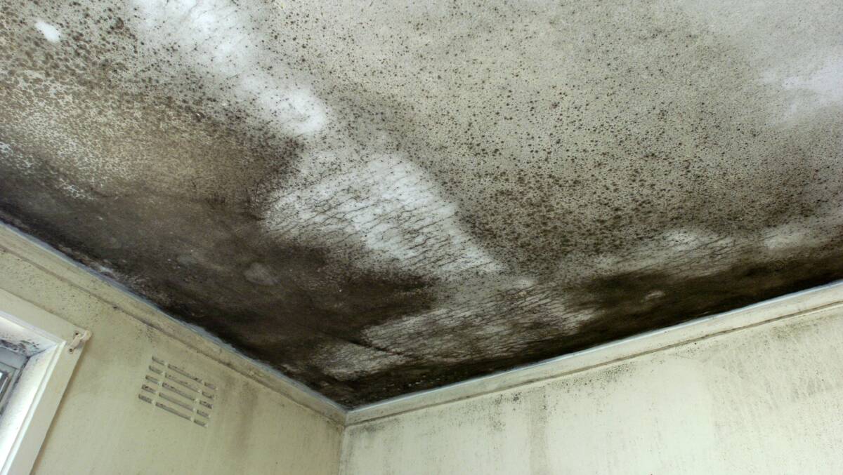 Black mould covers a bedroom ceiling. Picture by Elesa Lee
