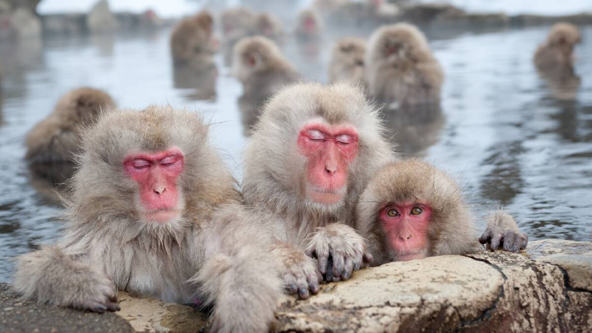 Procession of the snow monkeys Procession of the snow monkeys