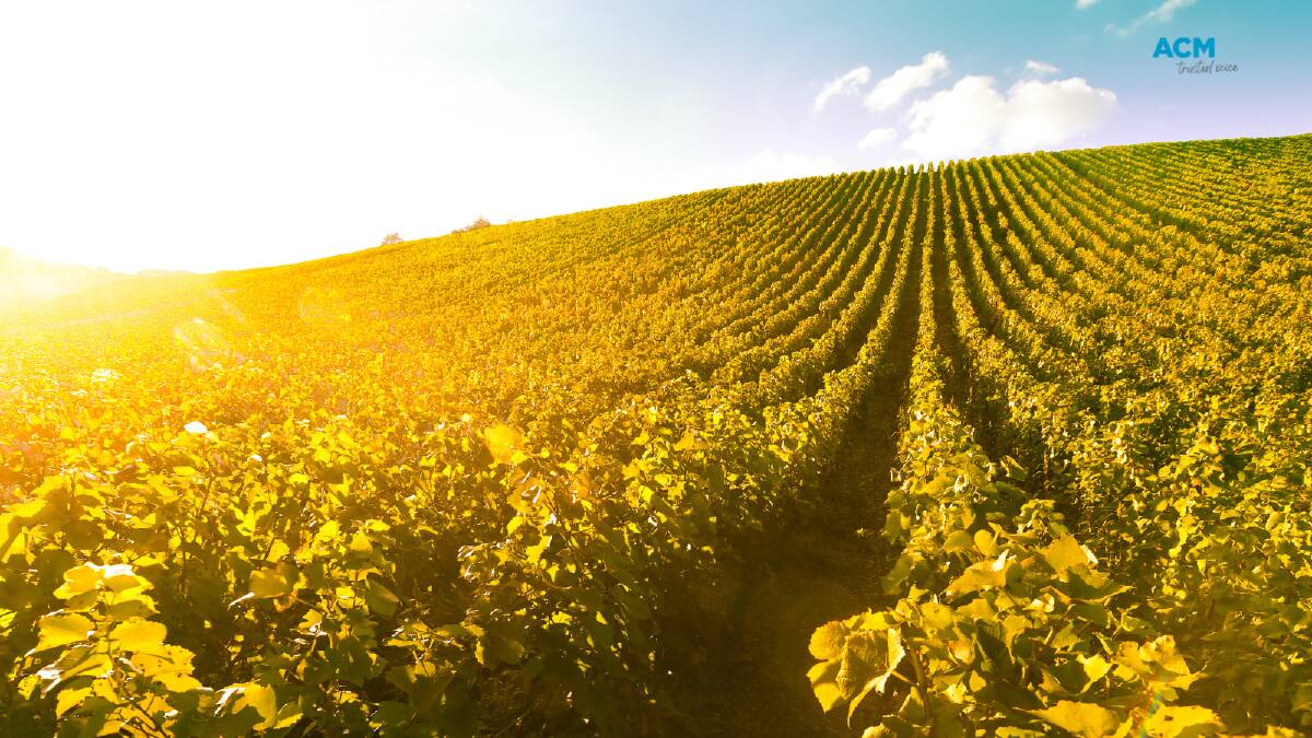 Sunkissed vineyard of grapes in Champagne, France. File picture.