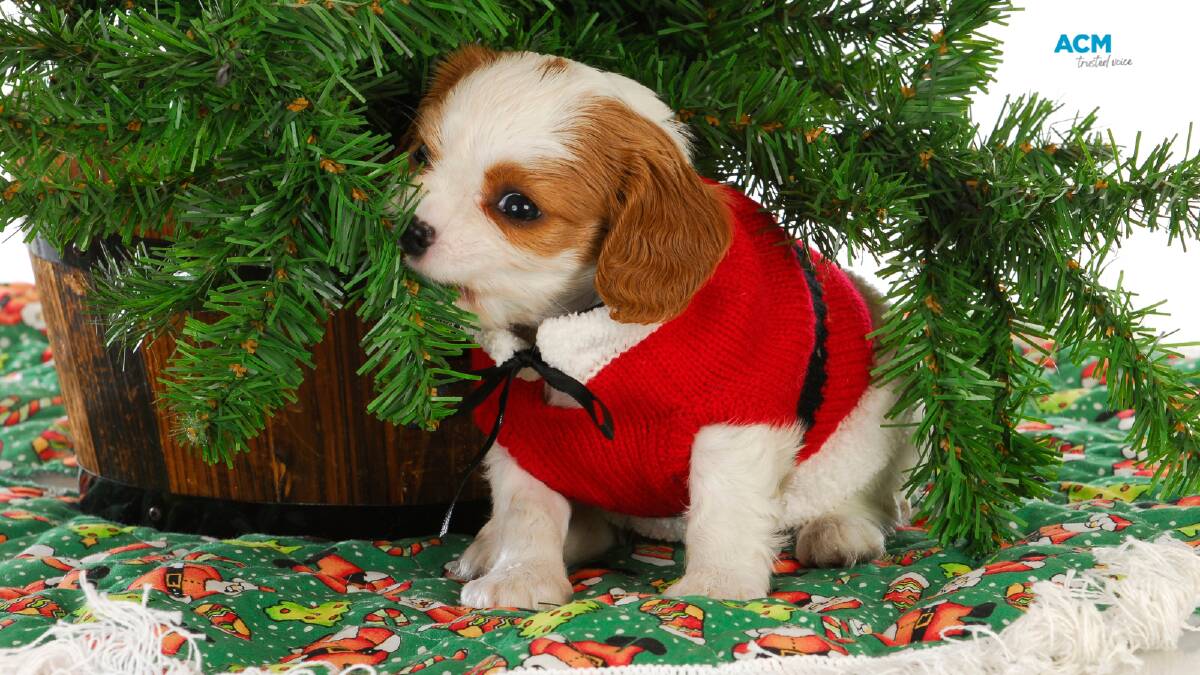 A puppy in a Santa outfit sits under a miniature christmas tree. File picture.