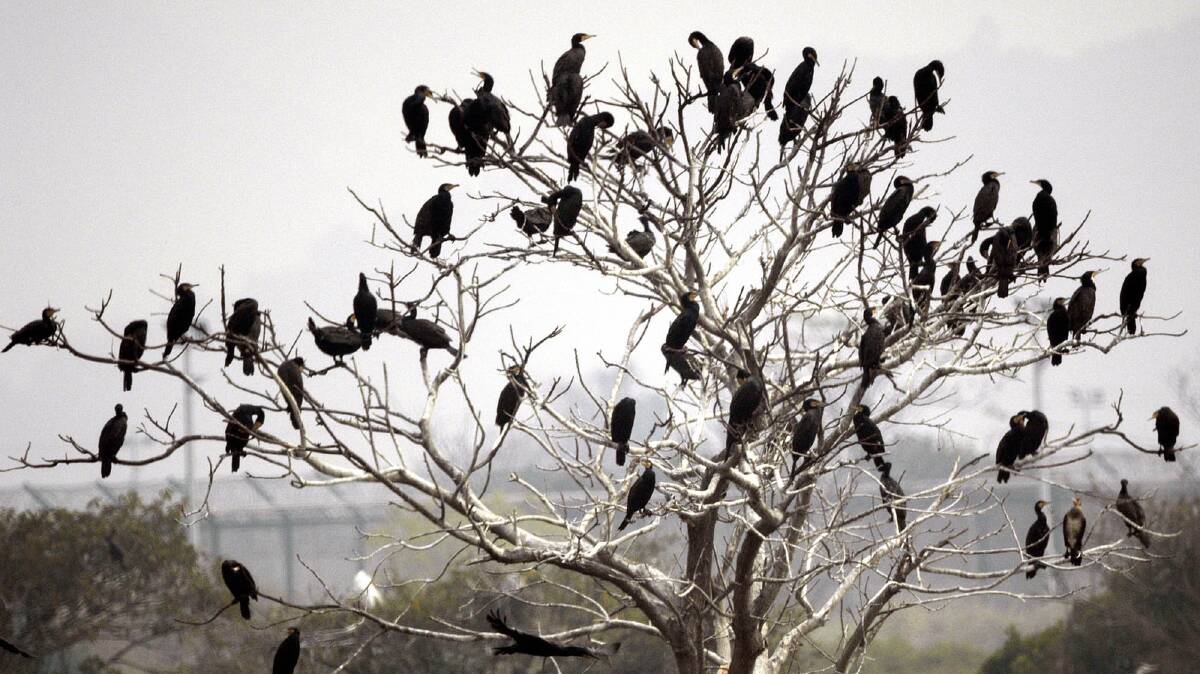 Migratory birds stand on trees at Hong Kong's Mai Po Wetlands. Picture via AP Photo/Vincent Yu