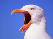 A seagull squawks. Picture via Canva