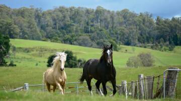 On which day do all Australian horses celebrate their birthday? Picture by Phillip Biggs