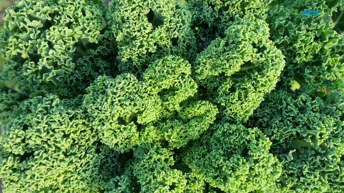 The curly edges of green kale bunches. File picture.