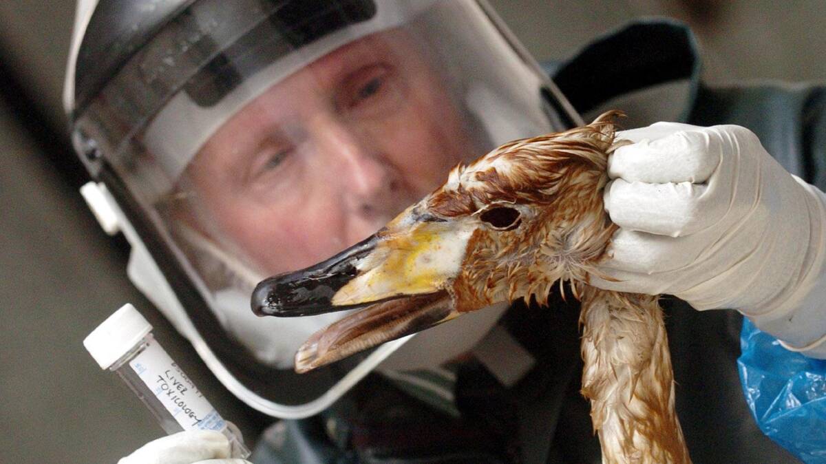 Centre manger Douglas Gray inspects a dead swan and collects a sample to test for avian flu. Picture via AP Photo/Danny Lawson
