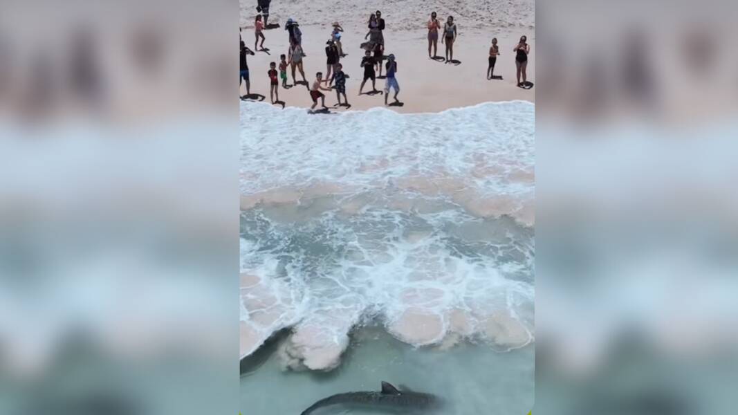 Tiger shark swims near crowds gathered on Mullaloo Beach, WA. Picture by Wanderlust Flyer. 