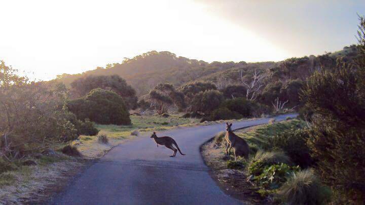 Kangaroos crossing a rural road at dusk. Picture by Lissa Ryan/WIRES