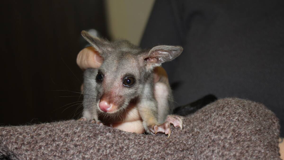 Orphaned brushtail possum joey in care with WIRES. Picture via WIRES