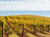 Myrrhee vineyards in Australia's King Valley. Picture: Shutterstock