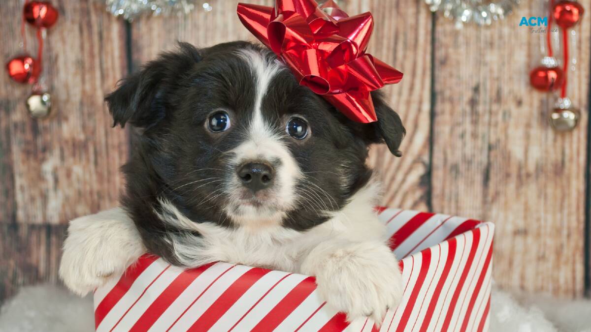 Adorable: a puppy in wrapping paper. File picture.