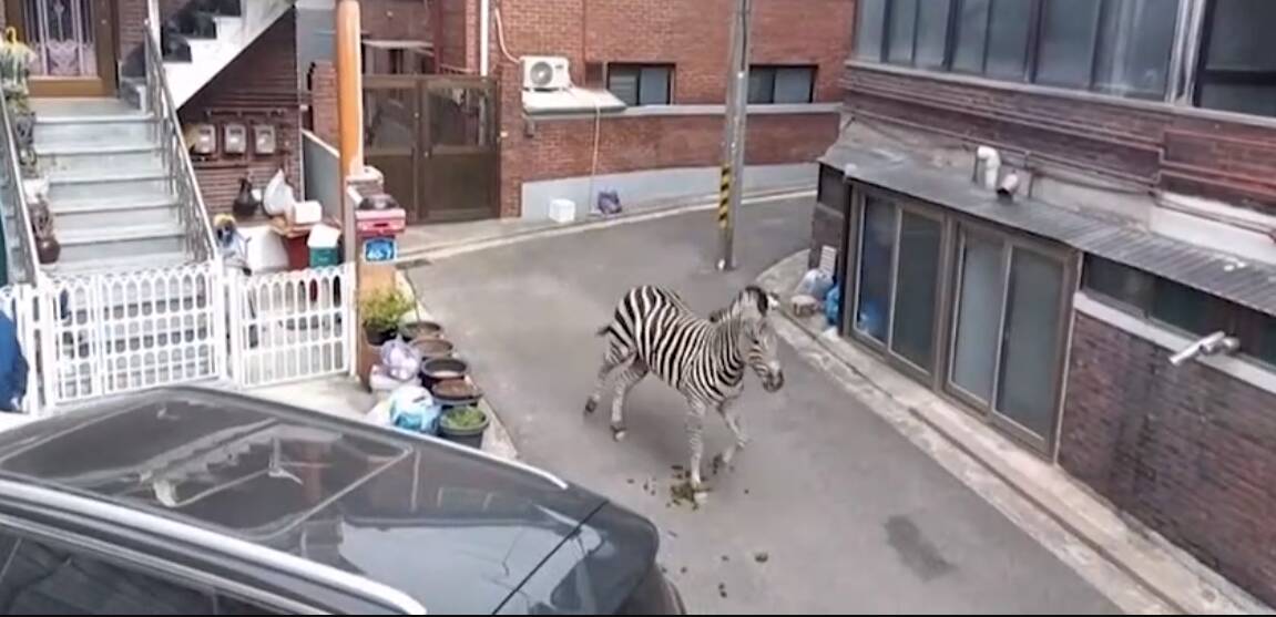 Sero the Zebra was loose on the streets of Seoul for three hours. Picture supplied