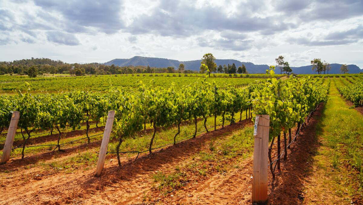 Australian wines have ranked among the best in the world. Picture by Shutterstock
