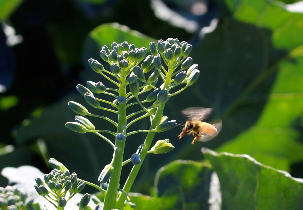 HARD WORKERS: A bee buzzes in the broccoli.