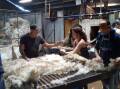 Skirting another fleece during the 2024 Bookham wether trial shearing. Photo: Sally Butt