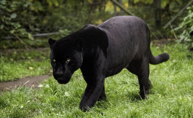 A big black, panther-like creature has been spotted by two members of the Cessnock Library staff. Picture supplied