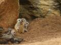 The new baby meerkat pups were born in early March. Picture supplied 
