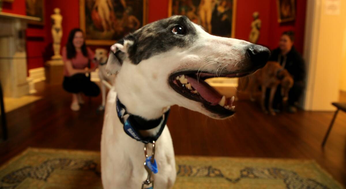 Fostering a greyhound gives you a chance to see how you get along. Picture supplied