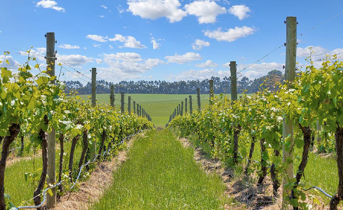 The Pierrepoint vineyard has three blocks of Pinot Noir, Chardonnay and Pinot Gris vines in full bearing with the handpicked grapes sold to an established winemaker in Ballarat.