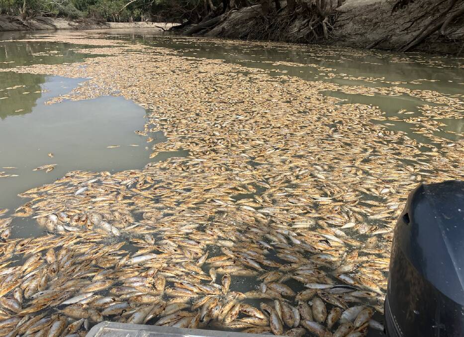 Another tragedy at Menindee, fish kills are happening too regularly. Picture from Graeme McCrabb