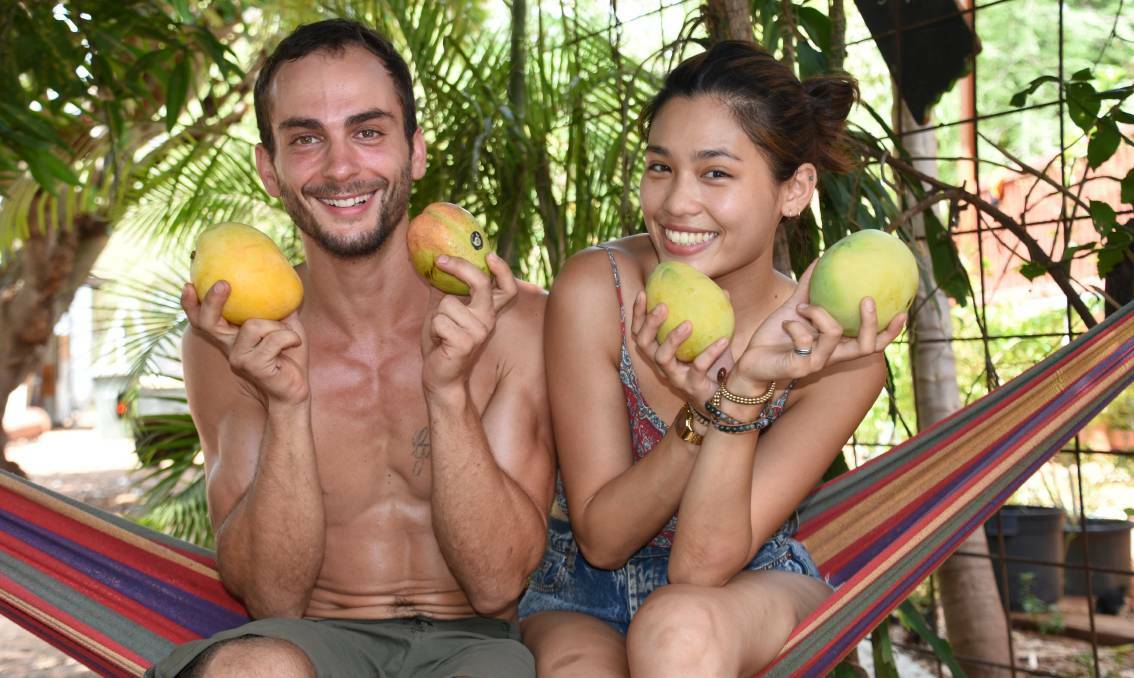 Backpackers like Matteo Fillipo from Italy and Pei-pei Lee from Taiwan were in Katherine in 2019 to cash in on the high rewards from region's mango harvest and found it hot work.