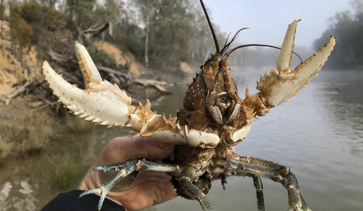 When the well adapted Murray crayfish bail out of the Murray River you know the water quality is crook, and we can't blame floods for all of the problems.