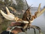 When the well adapted Murray crayfish bail out of the Murray River you know the water quality is crook, and we can't blame floods for all of the problems.