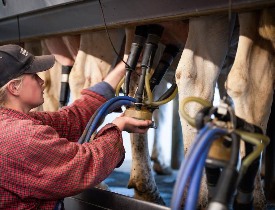 Most Australian school students still believe cows are milked by hand, a study has found. Picture from NSW Farmers.