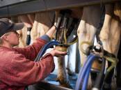 Most Australian school students still believe cows are milked by hand, a study has found. Picture from NSW Farmers.