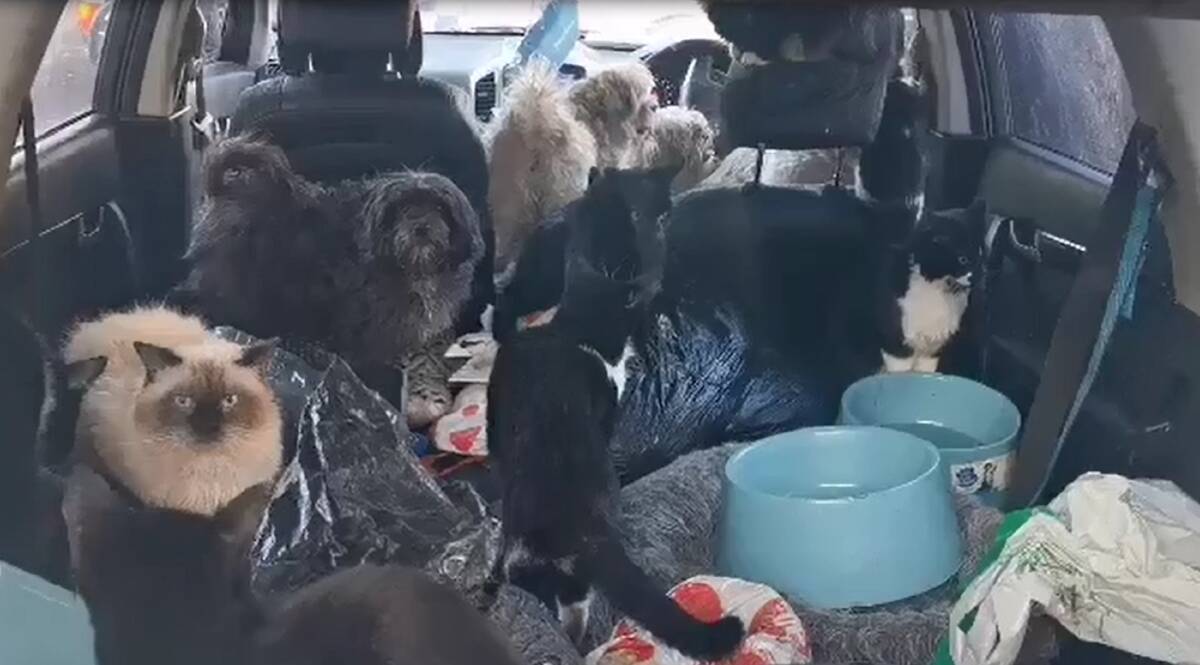 The shocking scene of neglected animals found in a vehicle on Newcastle foreshore in July. 