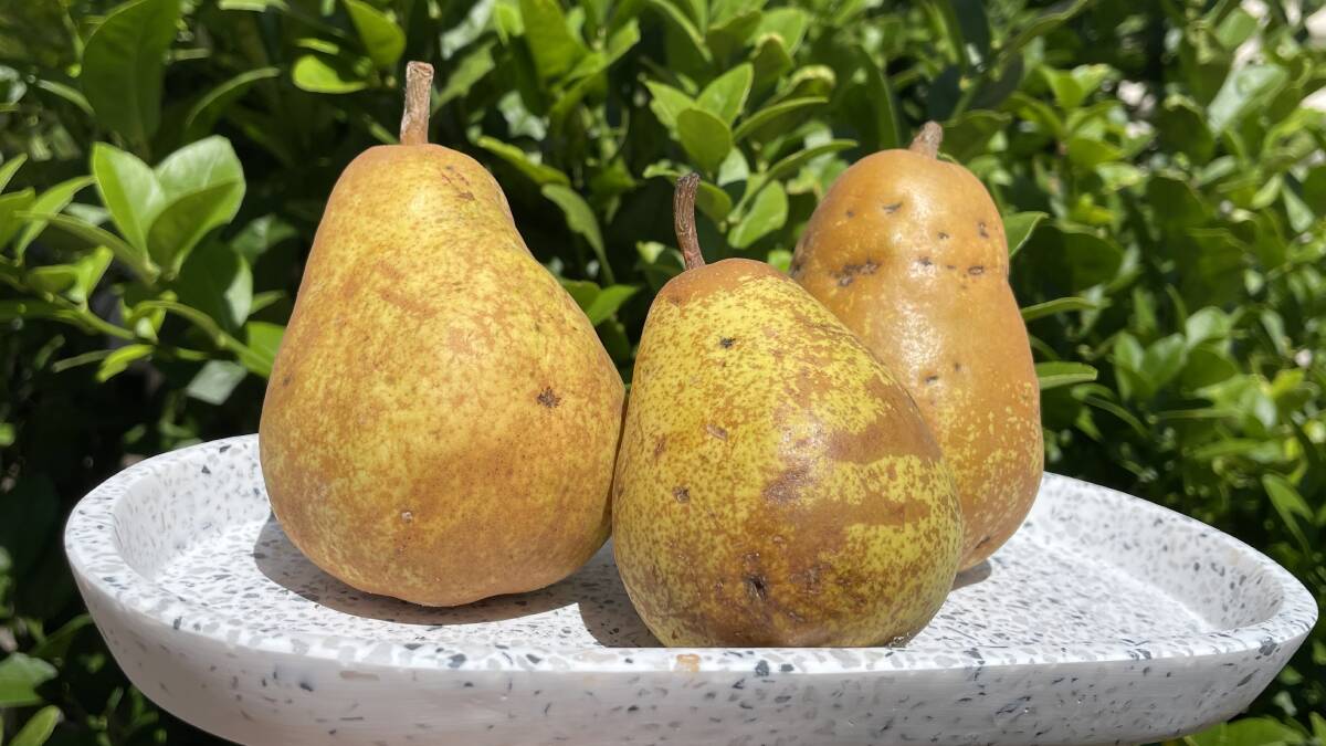 Acneous prepubescent pears. Picture by Chloe Hope