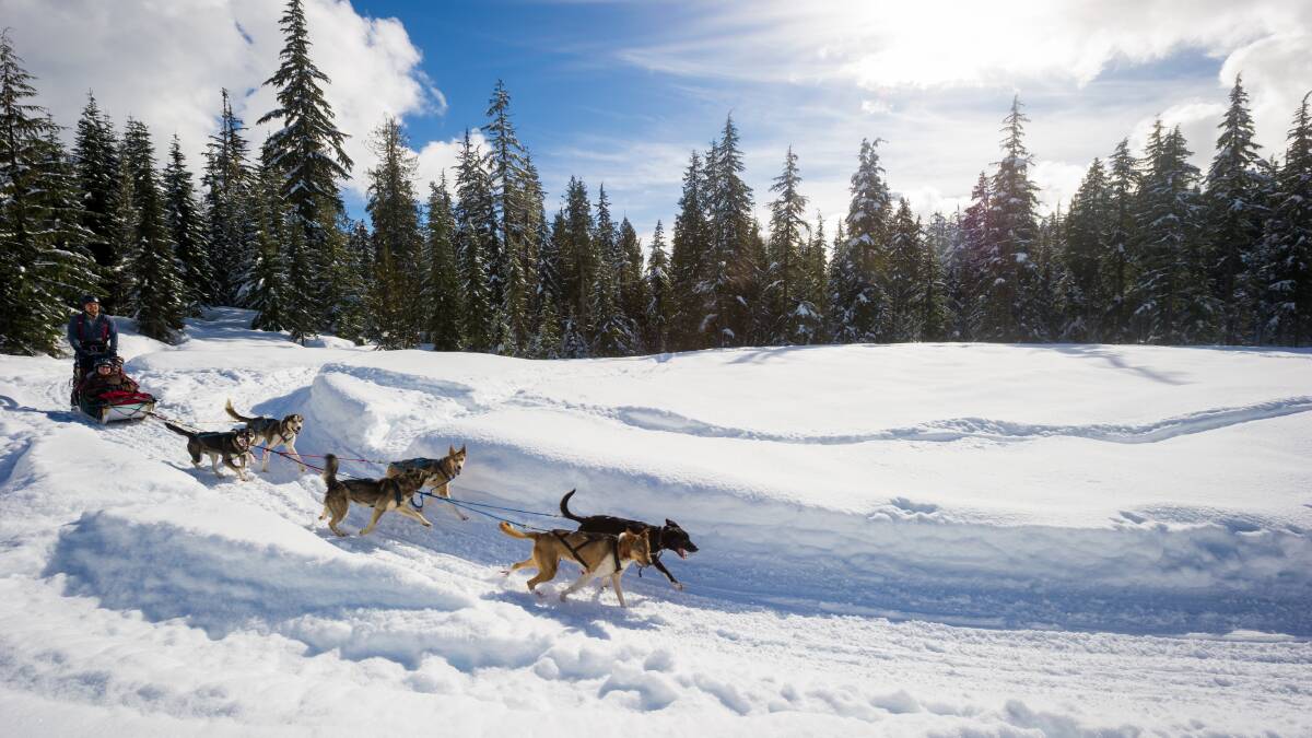 Let the dogs take you away with some dog sledding. PIC: Mike Crane