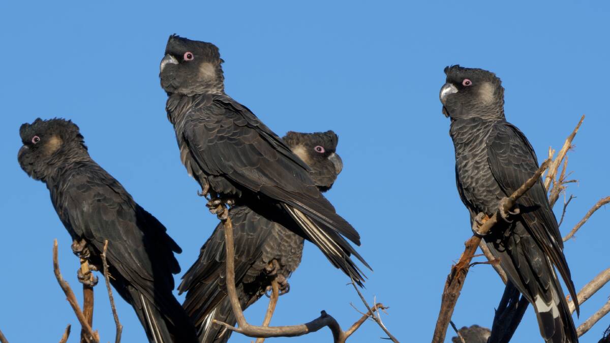 Below, the black cockatoo is yet another one of our wildlife species in trouble.