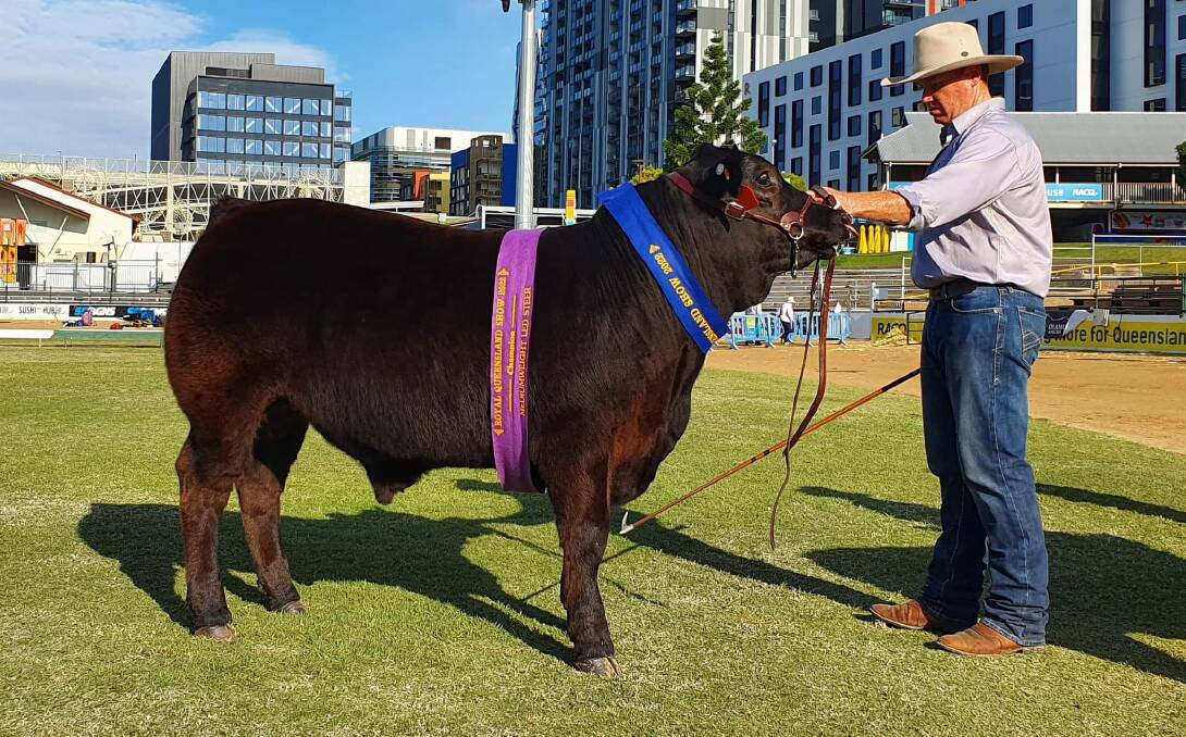 Travis Worth with one of his winning steers at the 2022 Brisbane 'Ekka" competition. Picture supplied 