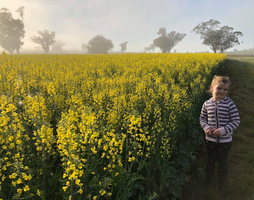SEA OF YELLOW: Five-year-old Lucy Campbell takes an early morning walk to check a canola crop on her family's farm at Merriwa. Photo: Karen Campbell, Merriwa