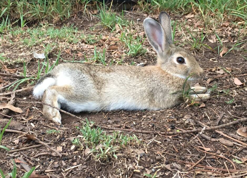 WARNING: Pet rabbit owners know to take precautions, as the next strain of calici virus is released across the region in coming days and weeks. 