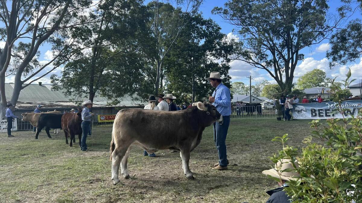 Champion Heavy middleweight goes to Saint Marys Gunnedah with their Braunvieh Steer Picture supplied.