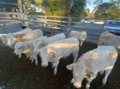 Prices lift for heavy weaners
