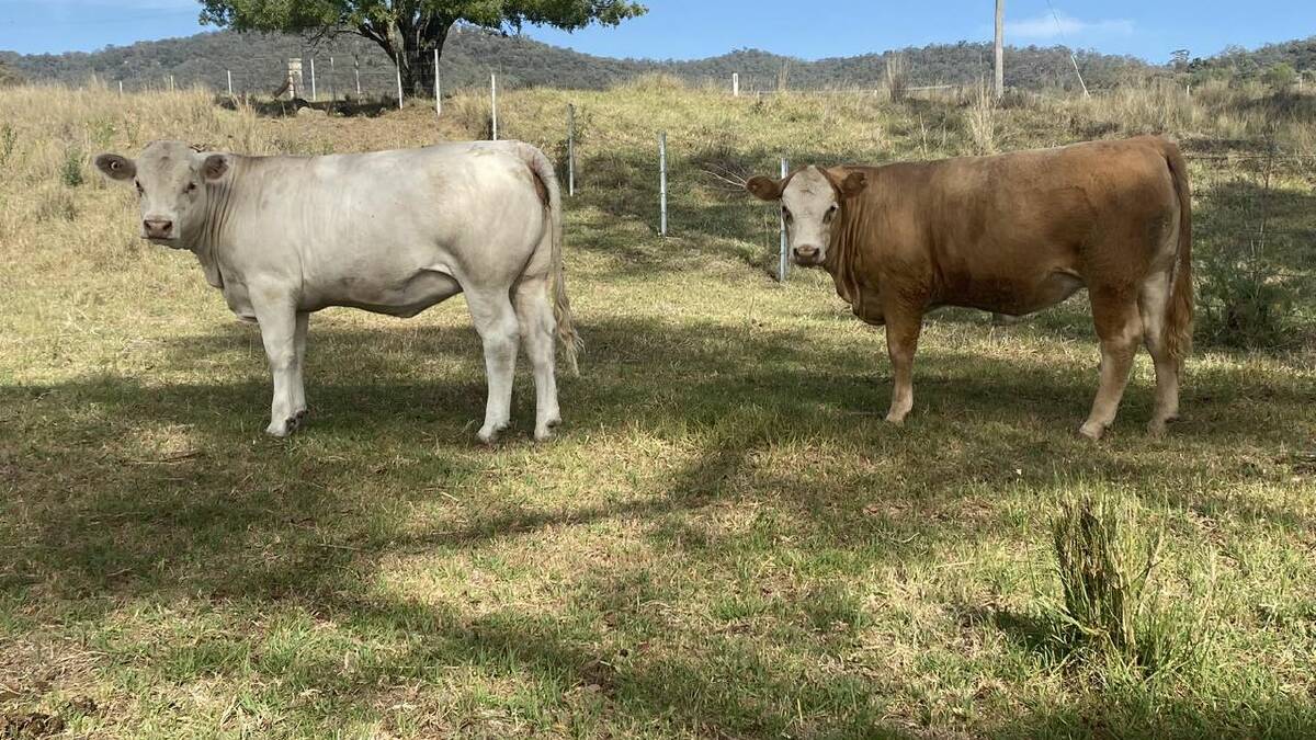 Hunter Valley based Horseshoe Valley Beef, Martindale is now selling beef direct from their paddock to your plate. Picture supplied