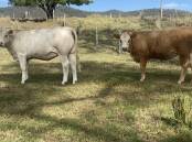 Hunter Valley based Horseshoe Valley Beef, Martindale is now selling beef direct from their paddock to your plate. Picture supplied