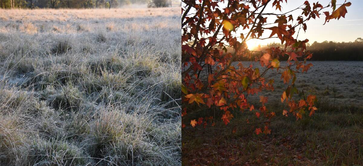 A week of frosts in the Upper Hunter. Picture by Louise Nichols.