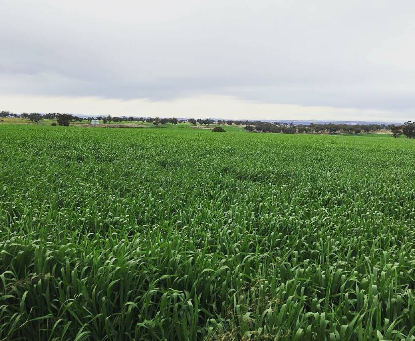 Wheat crop on the Campbell family's property at Merriwa. Photo: Karen Campbell.