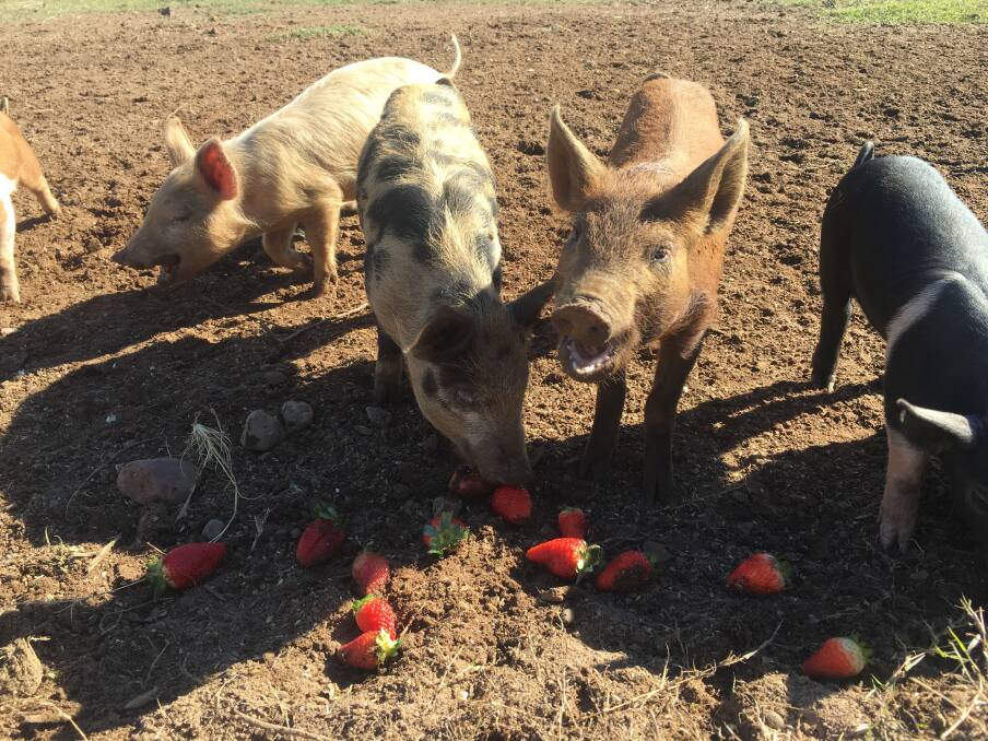 Coquon Farm Gosforth near Maitland used to supply pigs to Hunter Valley hatted restaurants.