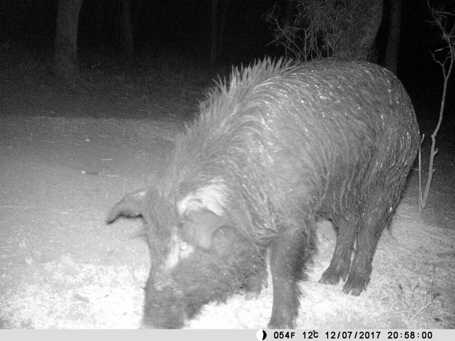 Identifying feral pig ‘hot spots’
