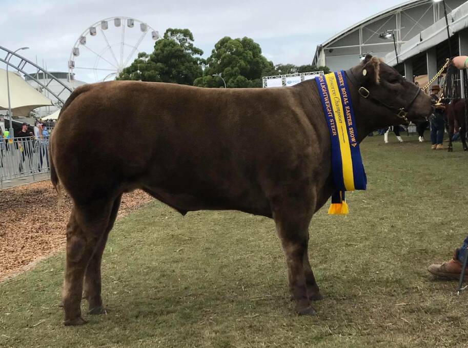 Reserve lightweight champion led steer exhibited by Halcombe Partnership, Aberdeen and Paul and Lyn Richards, Rouchelle Murray Grey stud, McCullys Gap. Photo supplied.